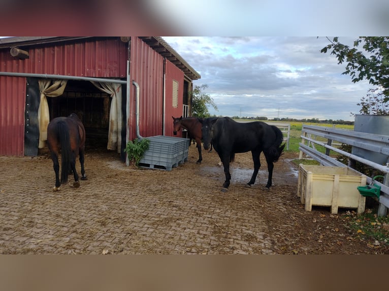 Establo abierto para caballos castrados, 3 de 5 plazas disponibles