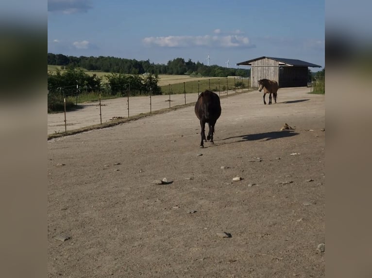 Establo abierto para caballos de deporte y cría de potros jóvenes