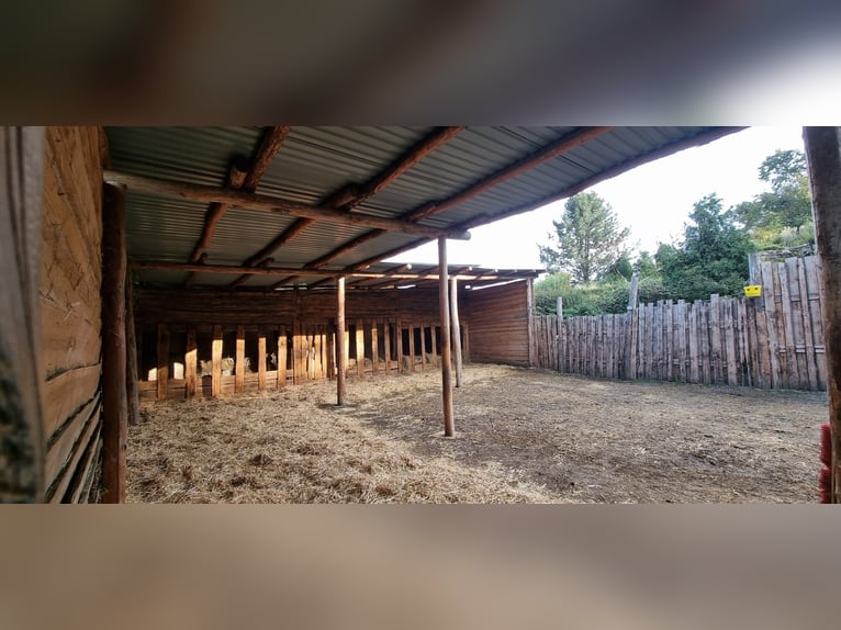 Establo abierto / refugio / 5 hectáreas de pasto para todo el año