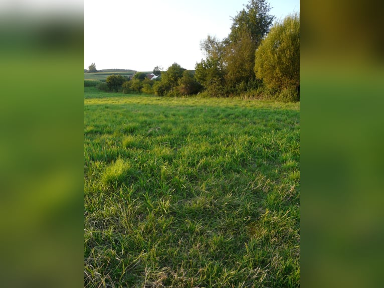 Establo abierto y pradera para alquiler para 2 caballos
