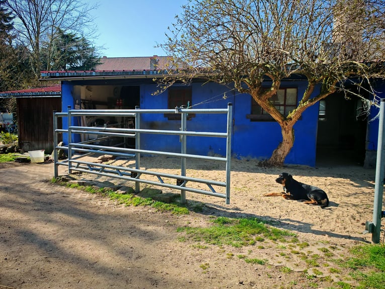Establo de pensión idílico / Paddock libre disponible