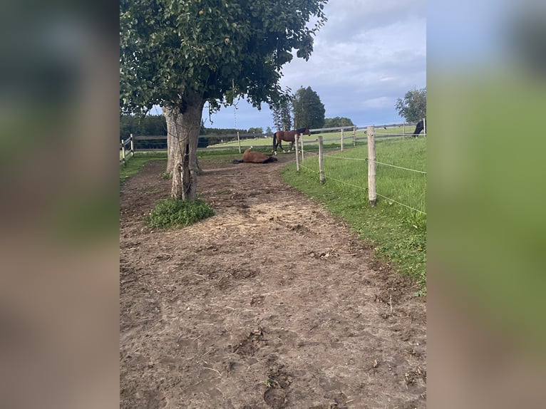 Establo privado abierto