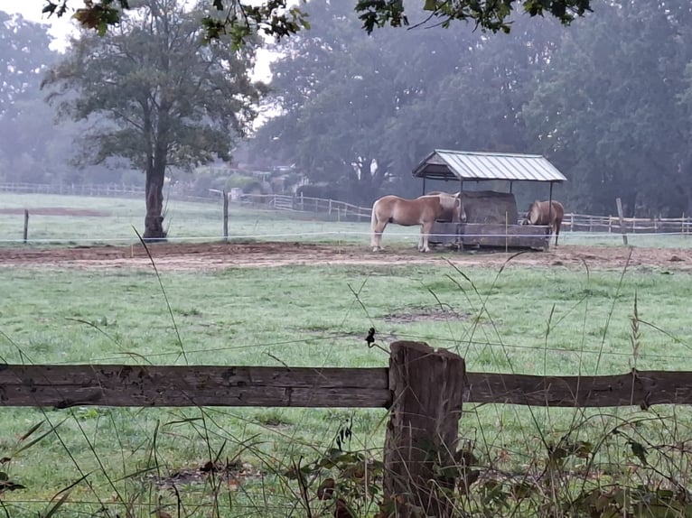 Estabulación abierta: grupo privado de propietarios busca un compañero para su grupo de machos.