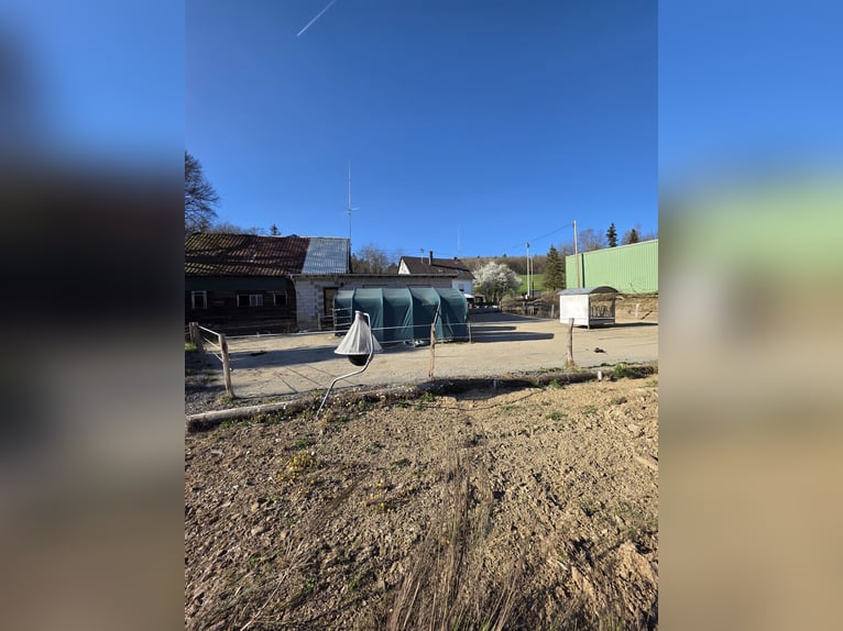 Freie Einstellplätze/Boxen in Wallachherde 