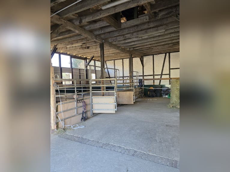 Freie Einstellplätze/Boxen in Wallachherde 