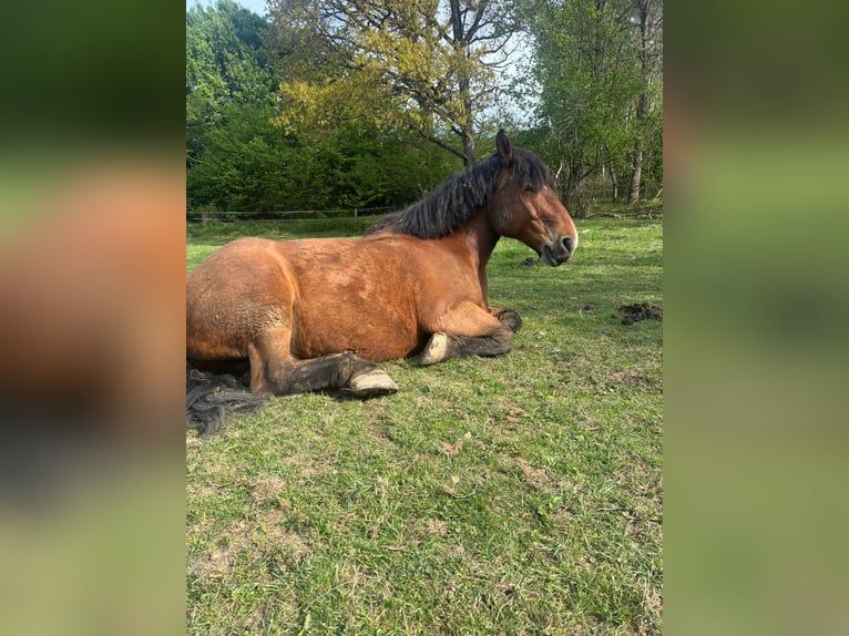 Freie Einstellplätze/Boxen in Wallachherde 