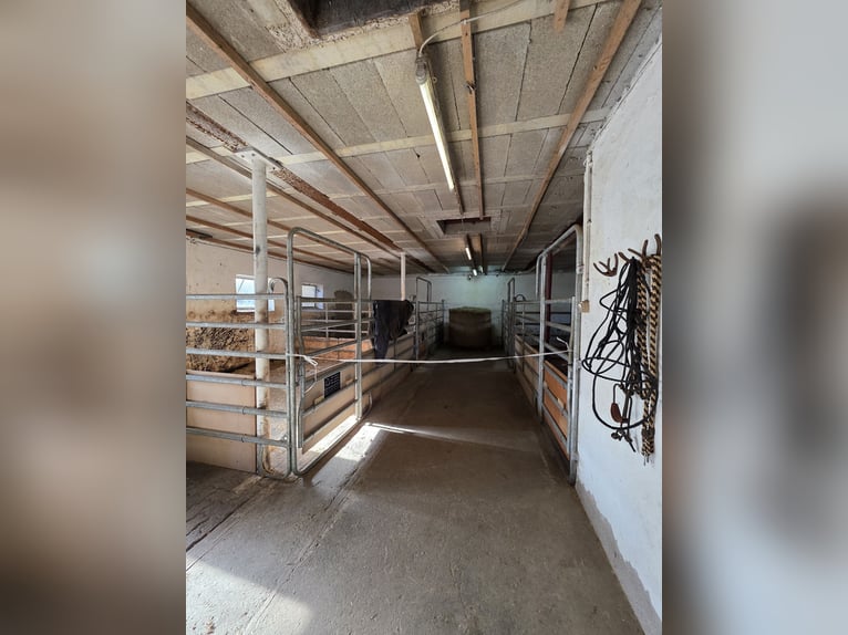 Freie Einstellplätze/Boxen in Wallachherde 