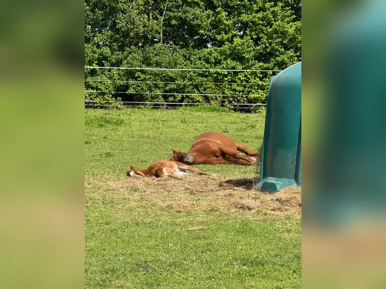 Freie Offenstallplätze in unserer Stuten-Herde