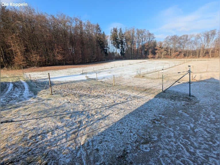 Freier Offenstallplatz in einer 4er-WG in Weßling (Weichselbaum) ab April 2025