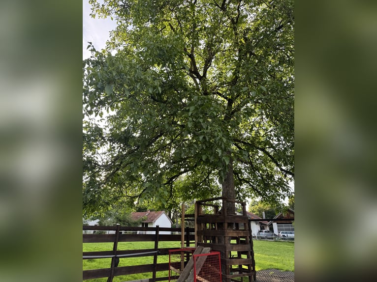 Günstiger, traumhafter Einstellplatz 