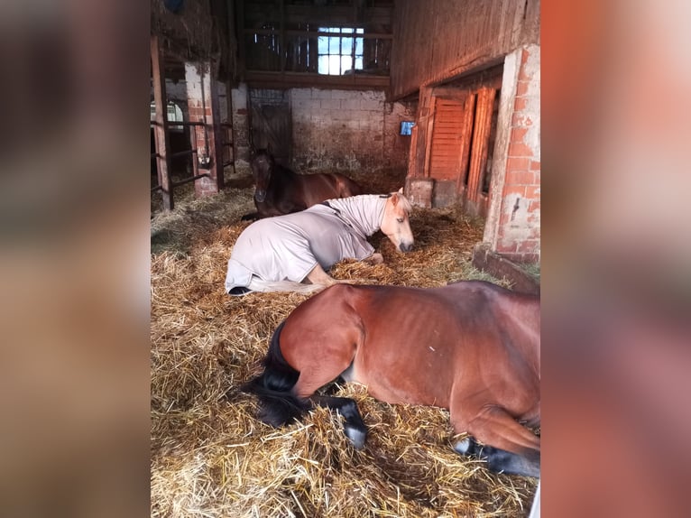 Harmonische Herdenhaltung mit nachts Einzelboxen 