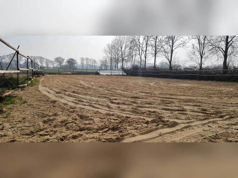 Hay plazas disponibles en el paddock abierto en Sievern.