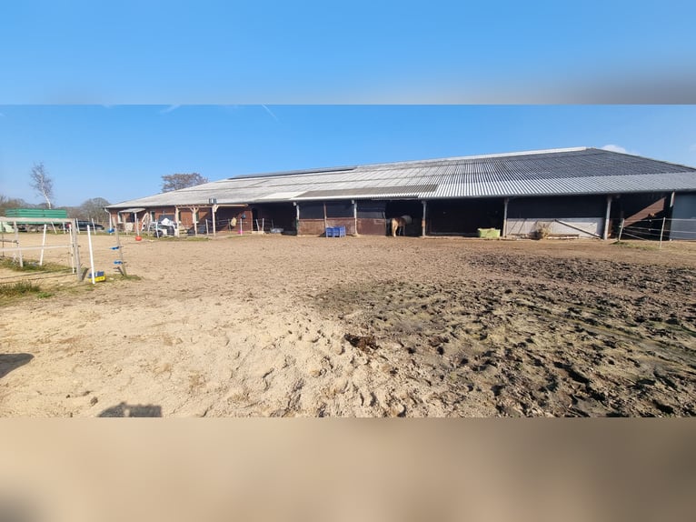 Hay plazas disponibles en el paddock abierto en Sievern.