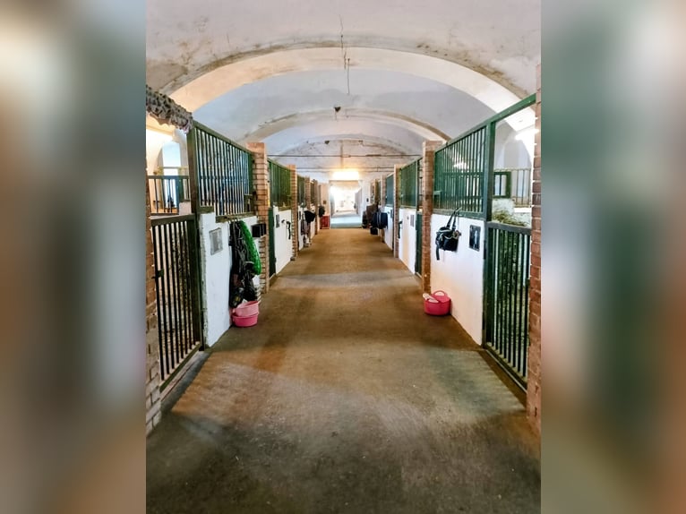 Hogar de 5 estrellas para tu caballo en el distrito de Gänserndorf