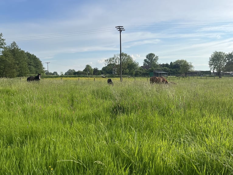 Laufstall freie Plätze 