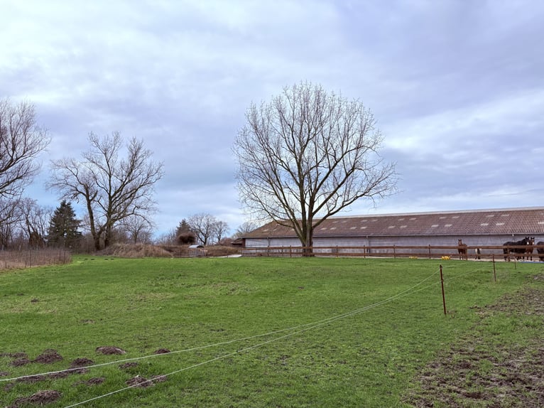 Laufstall freie Plätze 