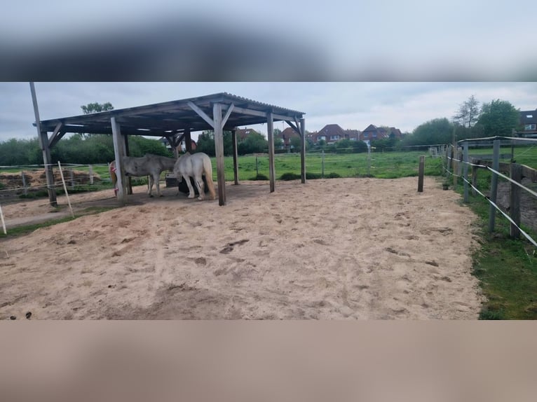 Lugar de estabulación en establo abierto disponible. Espacio para caballos en establo abierto, adecu