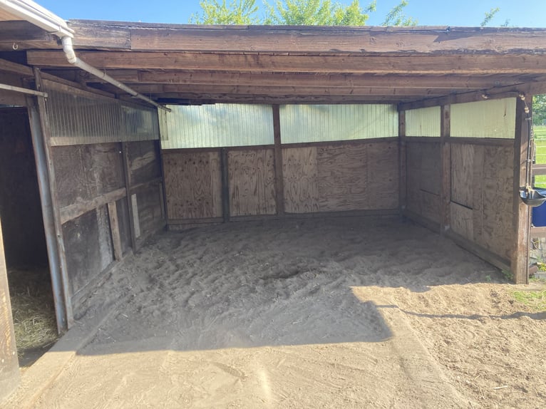 Lugar de estabulación libre disponible en el paraíso ecuestre en Dorsten, 46282