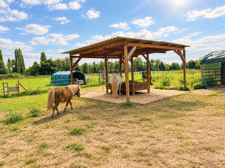 Lugar de estabulación libre disponible para un caballo castrado, con heno húmedo.