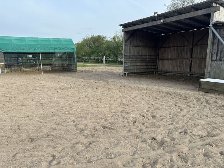 Lugar de estabulación libre disponible para un caballo gelding en Osloß, 38557