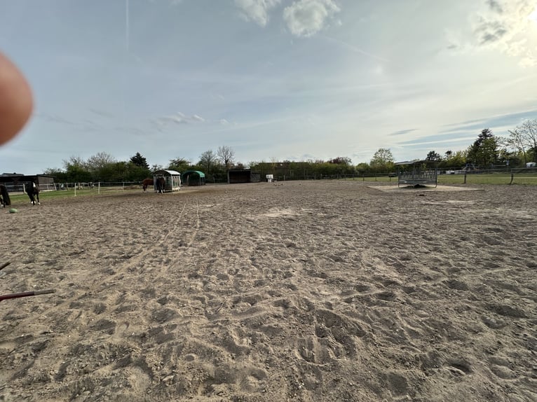 Lugar de estabulación libre disponible para un caballo gelding en Osloß, 38557