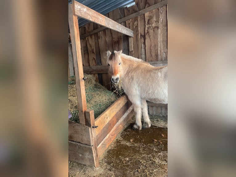 Lugar privado en establo abierto para una yegua cariñosa