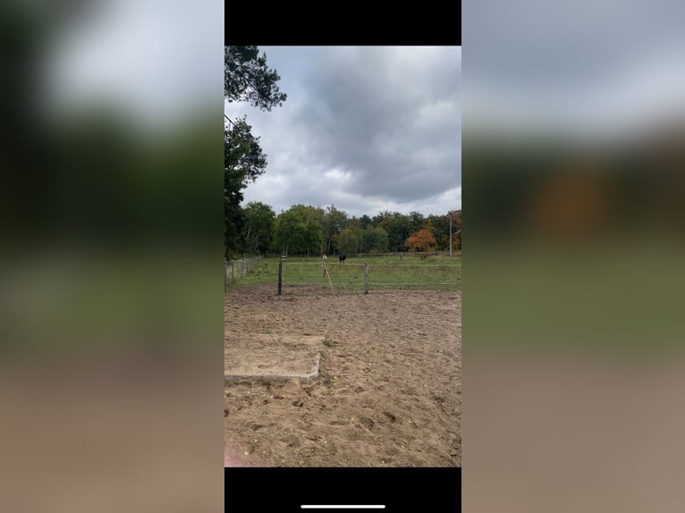 Lugar privado en establo abierto para una yegua cariñosa