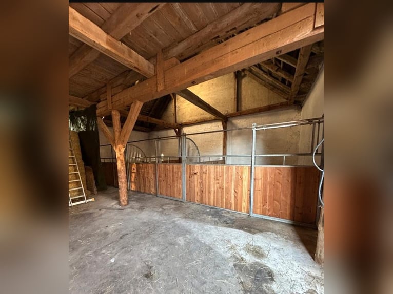 Offenstall / Box frei für Asthmatiker