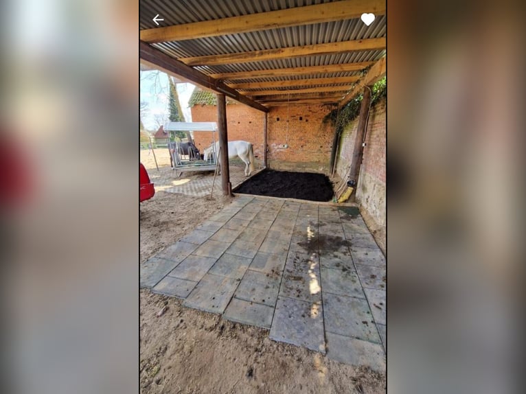 Offenstall / Box frei für Asthmatiker