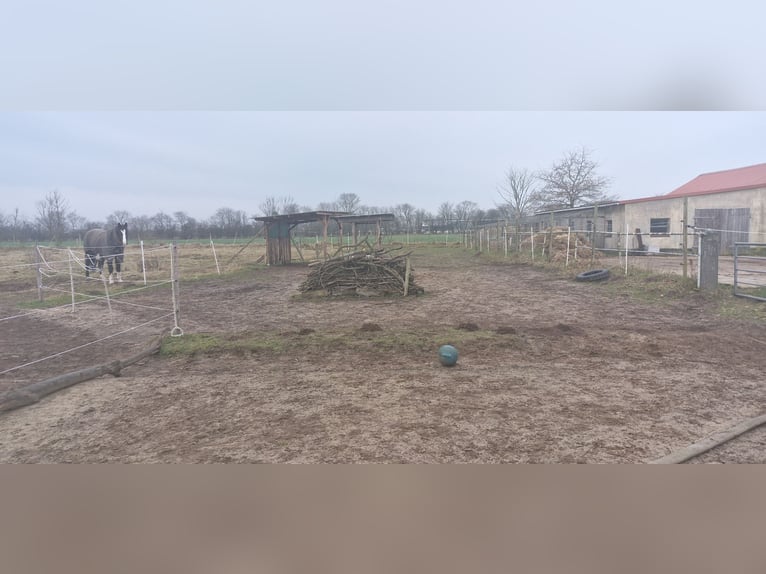 Offenstall für Pony 