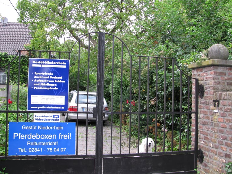 Offenstall für Rentner/Rekonvaleszens/Freizeitpferde