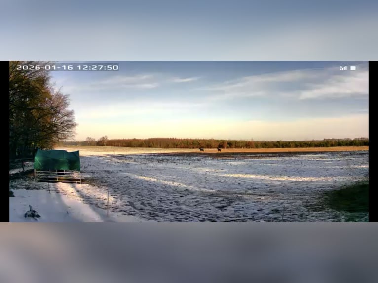 Offenstall, Offenstallplatz für Stuten