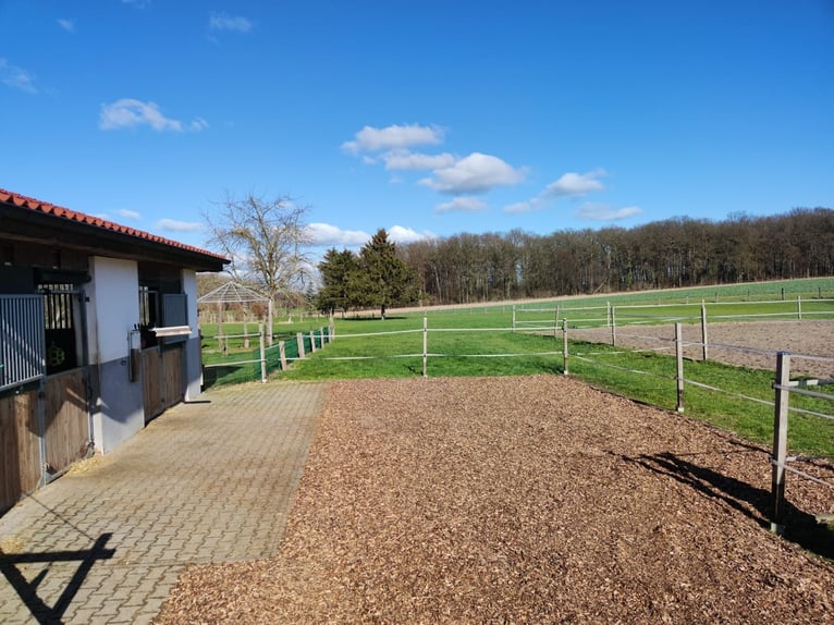 Offenstall / Paddockboxen / Pferdeboxen - drei Boxen frei