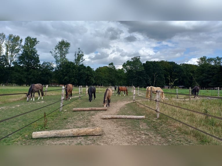 Offenstall/ Paddocktrail