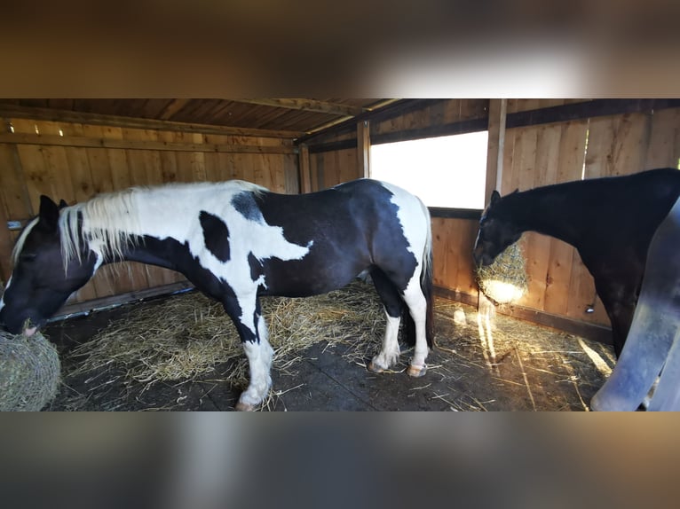 Offenstall Stallplatz in Vollpension 