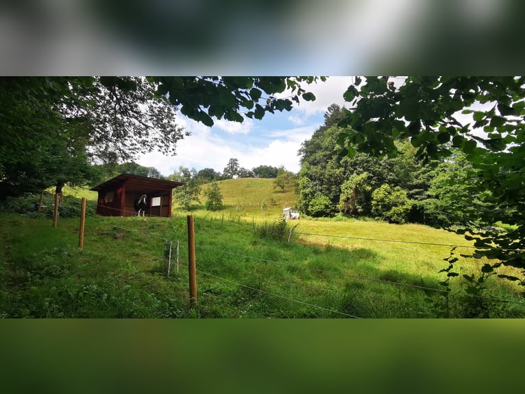 Offenstall Stallplatz in Vollpension 