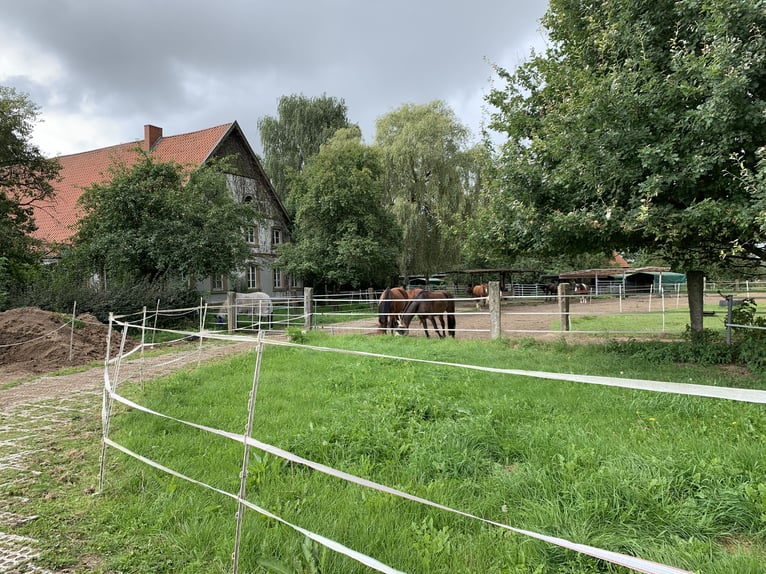 Offenstall/Bewegungsstall mit Reitplatz 235 Euro/Mon in Bad Iburg