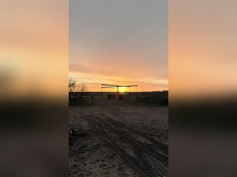 Offenstallplätze frei 