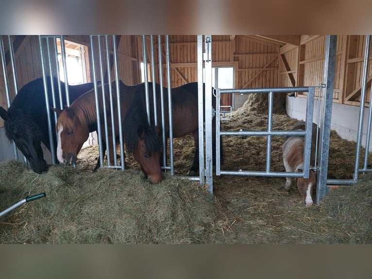 Offenstallplätze für Wallache frei 