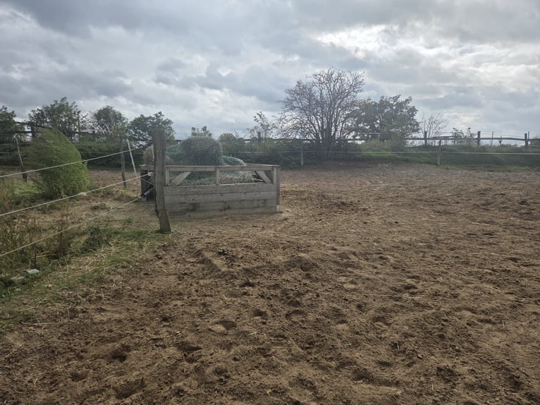 Offenstallplatz frei 