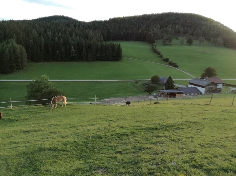 Offenstallplatz frei! 