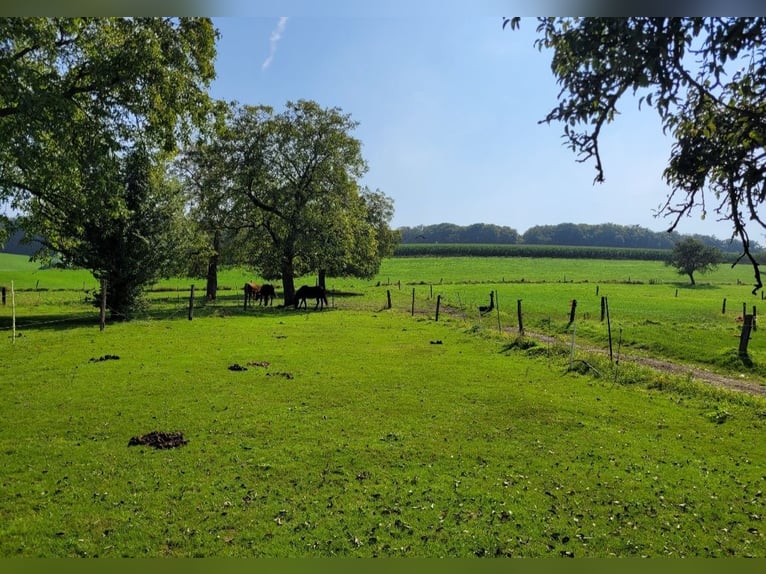 Offenstallplatz für 1 Isländer/Kleinpferd/Pony frei