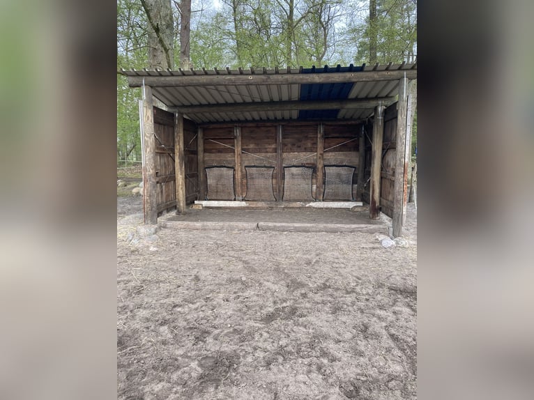 Offenstallplatz für freundlichen Wallach