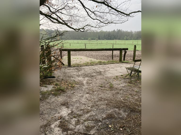 Offenstallplatz für freundlichen Wallach