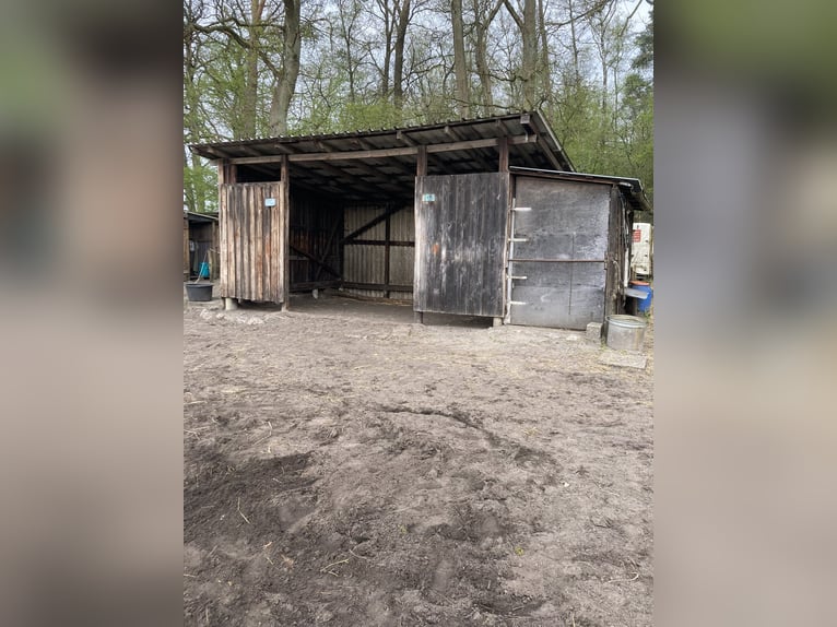 Offenstallplatz für freundlichen Wallach