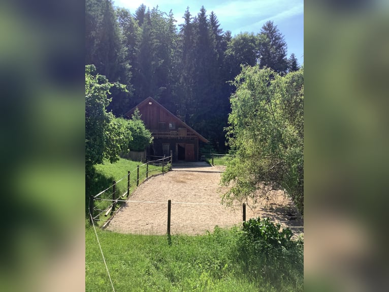 Offenstallplatz für kleine Robustrasse frei