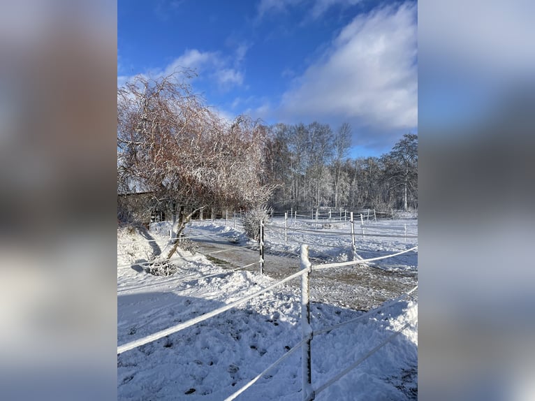 Offenstallplatz für Stute (bis 1.60m)