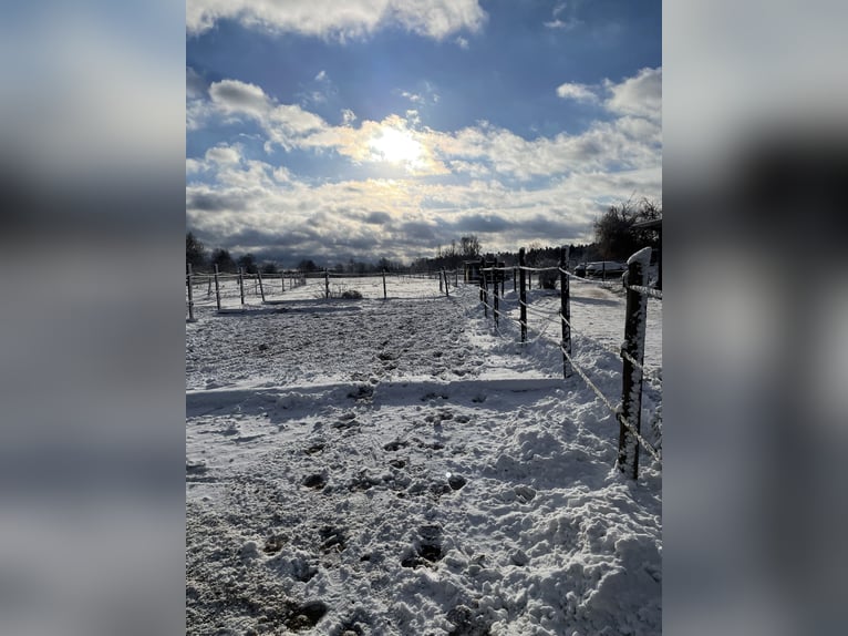 Offenstallplatz für Stute (bis 1.60m)