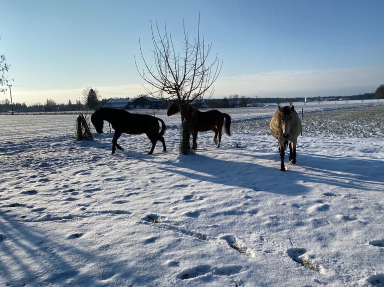 Offenstallplatz für Stute