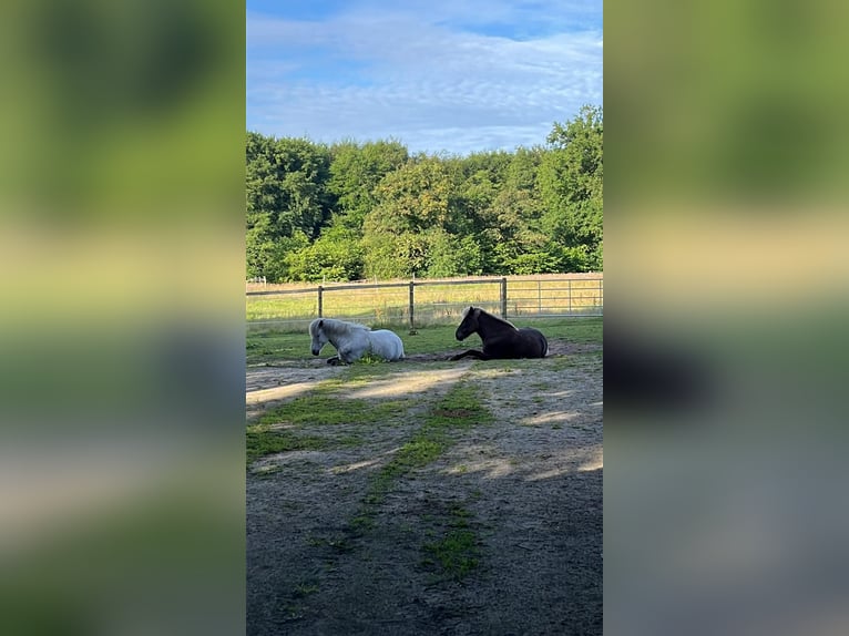 Offenstallplatz für Stuten frei